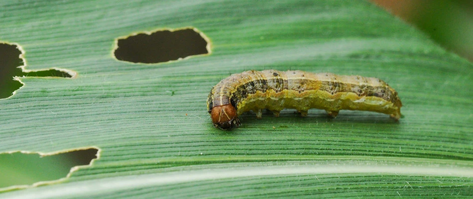 Close up on an armyworm on a leaf by a home in Carmel, IN. 