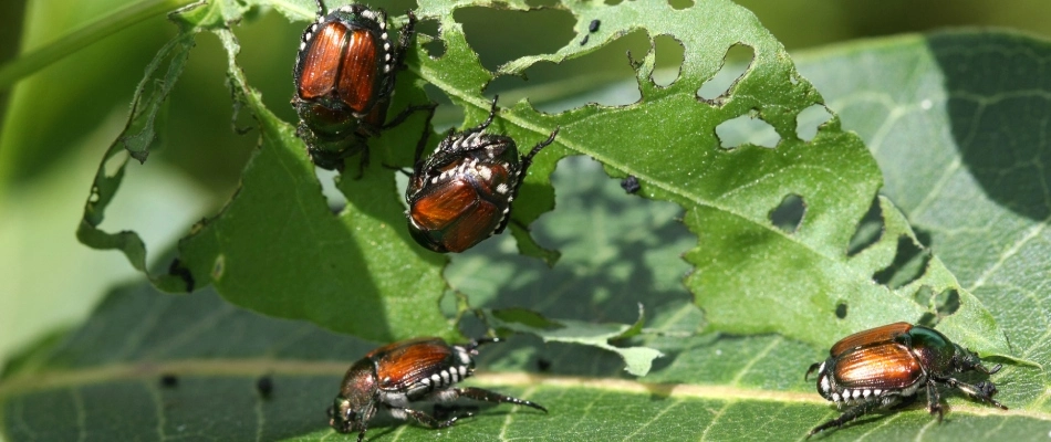 Japanese beetles eating away a leaf on a tree in Zionsville, IN.