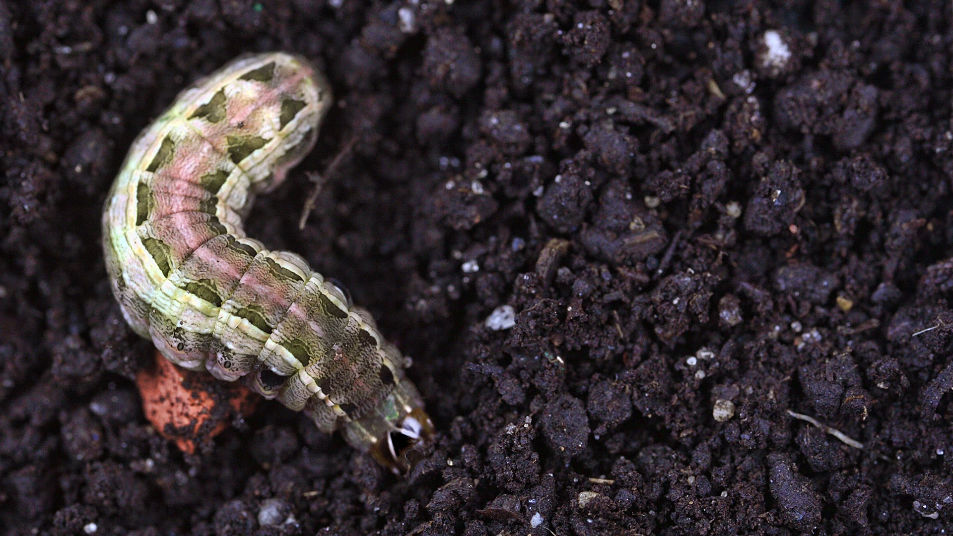 Close up on an armyworm found in the dirt by a home in Fishers, IN. 