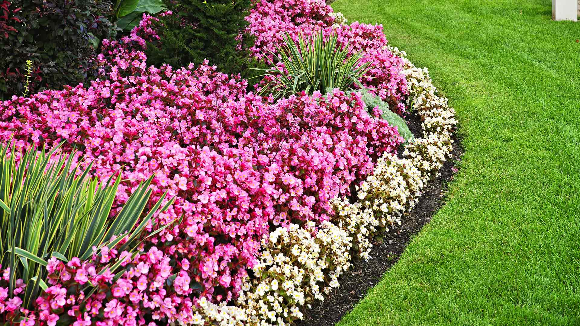 Beautiful pink flowers in a landscape bed in Carmel, Indiana.