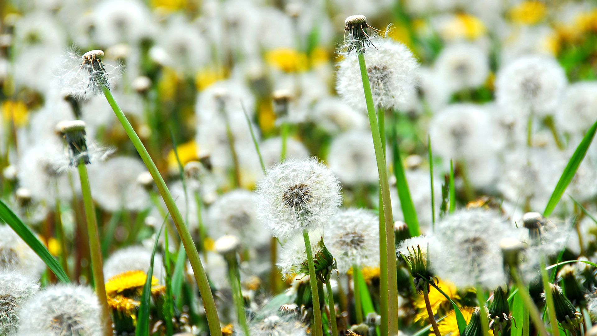 Are Dandelions Taking Over Your Lawn? Here’s How to Show Them Who’s Boss