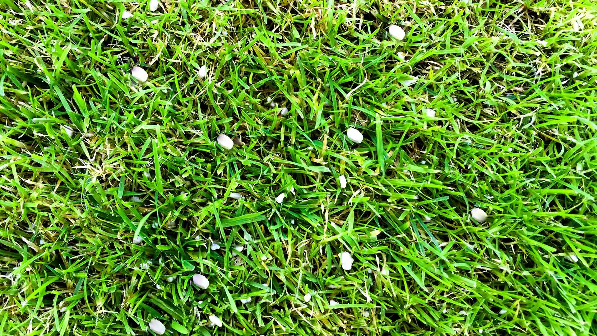 Fertilizer applied to a lawn in Carmel, Indiana.
