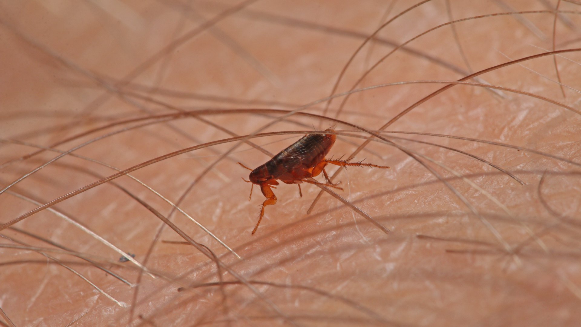 Here’s How to Keep Fleas & Ticks Away From Your Property