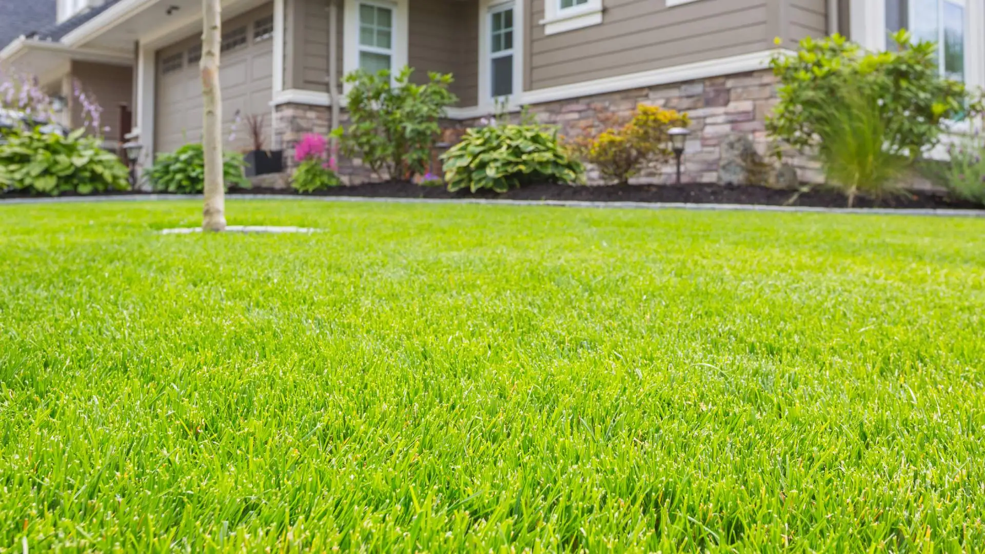 3 Mistakes to Avoid While Seeding Your New Lawn