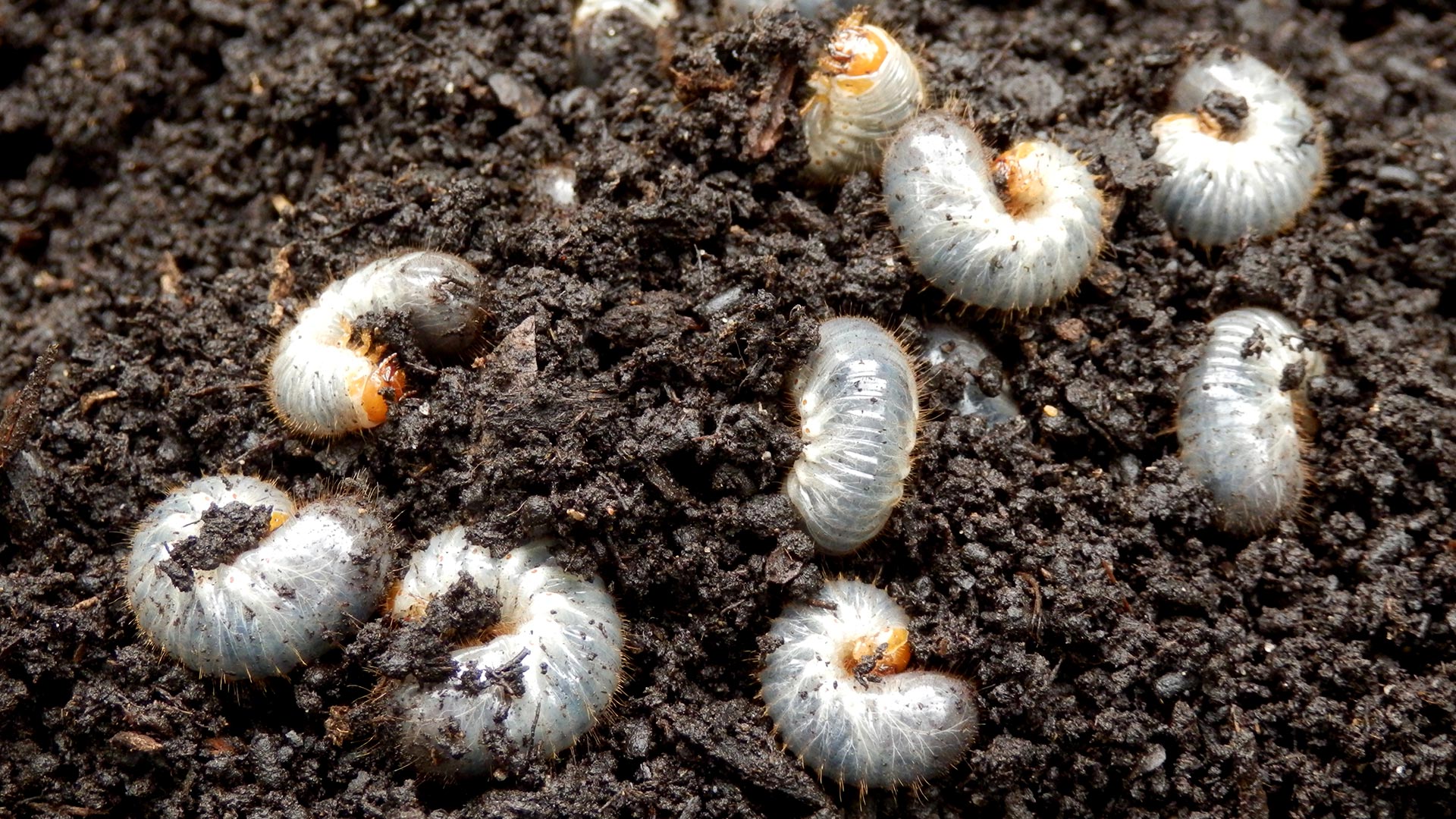 Several grubs uncovered in the dirt on a property in Westfield, IN.
