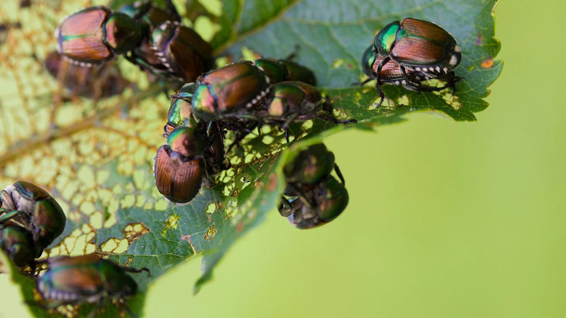 A group of Japanese beetles found on some plants near a home in Fishers, IN.
