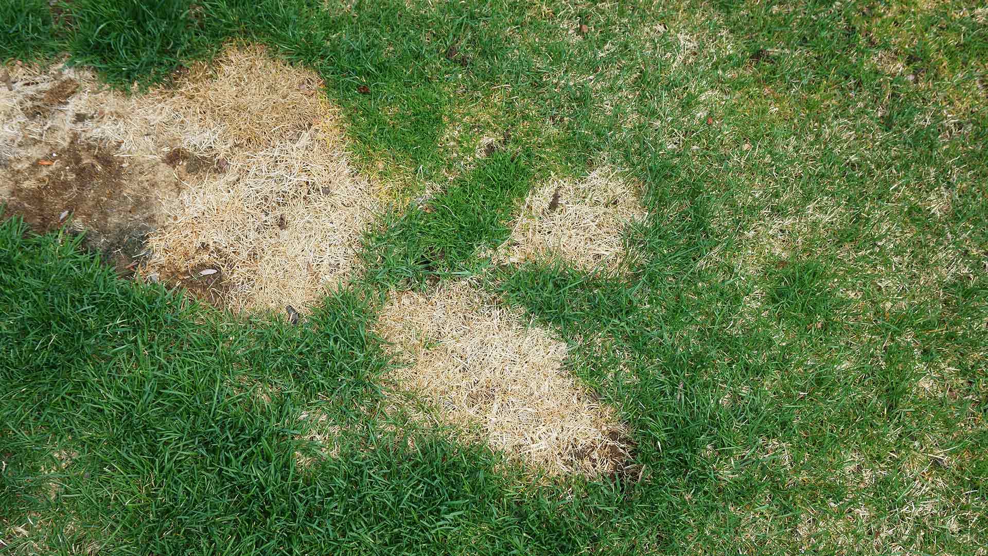 Lawn disease spots in a yard's grass near Carmel, IN.