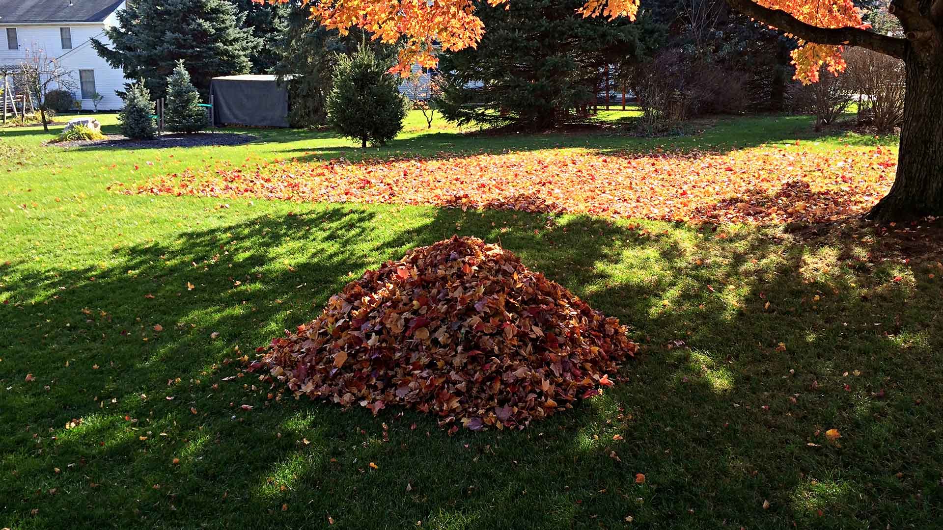 Fall leaves collected during a yard cleanup in Carmel, IN.