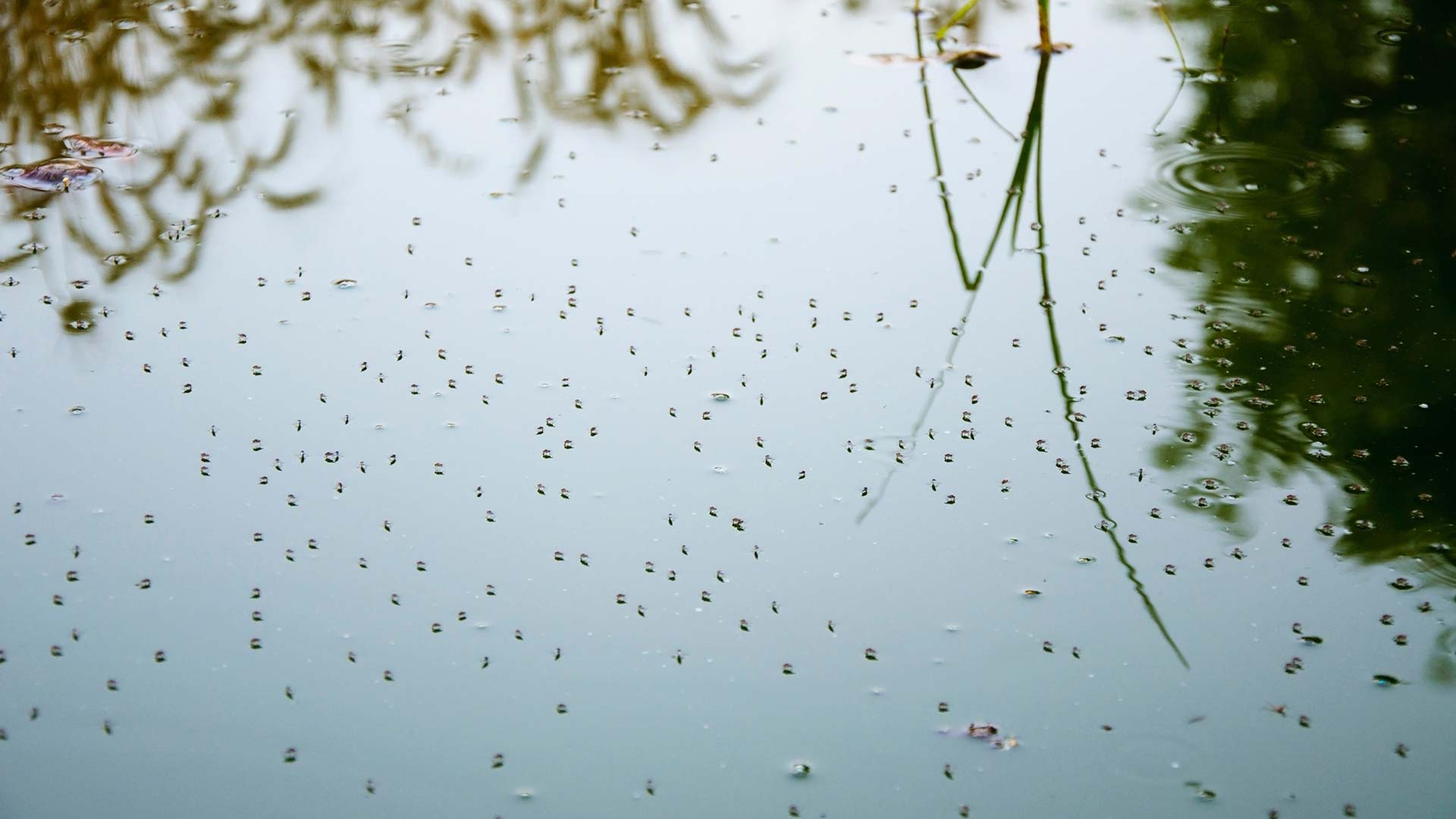 Mosquitoes spawning on water in Carmel, IN.
