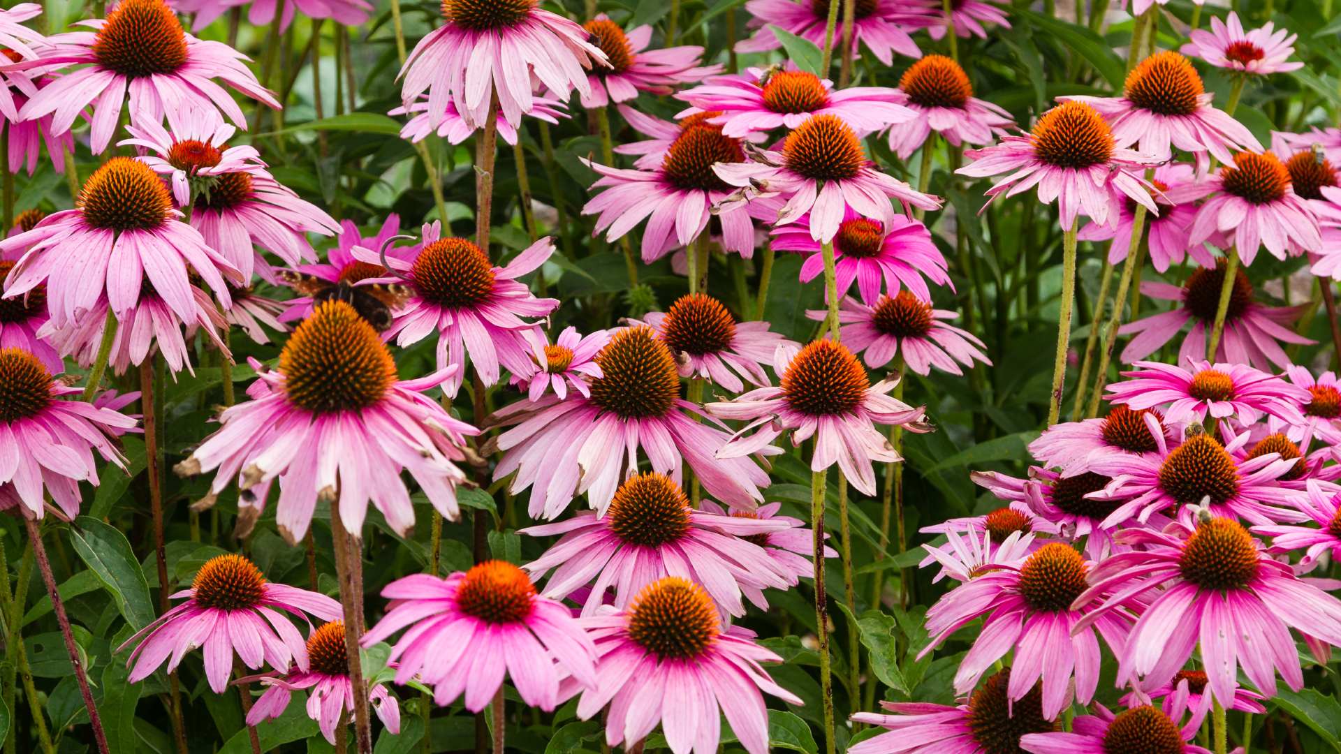 4 Flowers to Add to Your Garden This Spring in Indiana