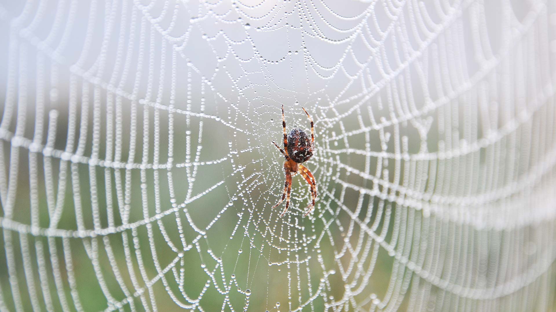 A spider on a web in a home near Carmel, IN.