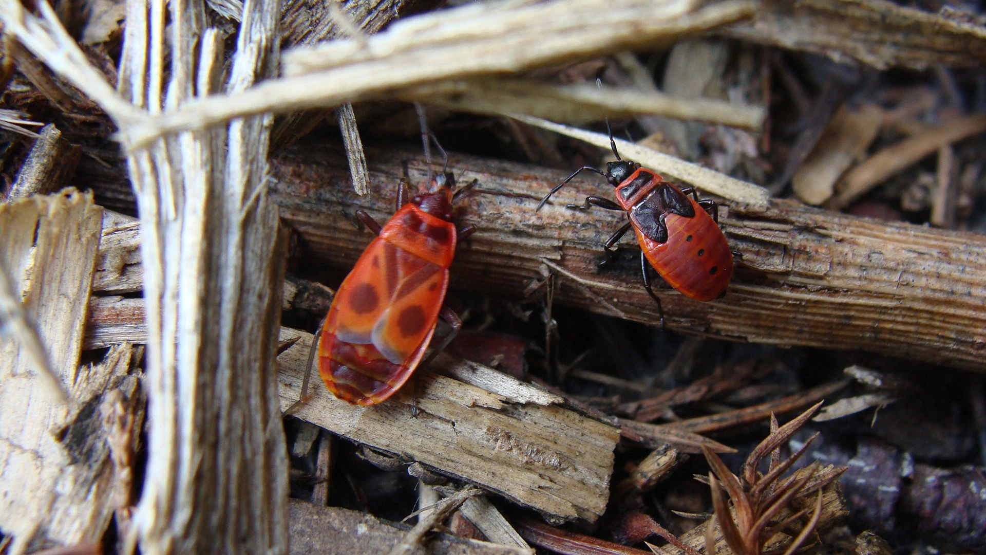 Two chinch bugs found on a log behind a home in Zionsville, IN. 