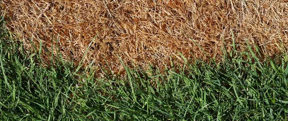 3 Ways DIY Fertilization Will QUICKLY Ruin Your Lawn
