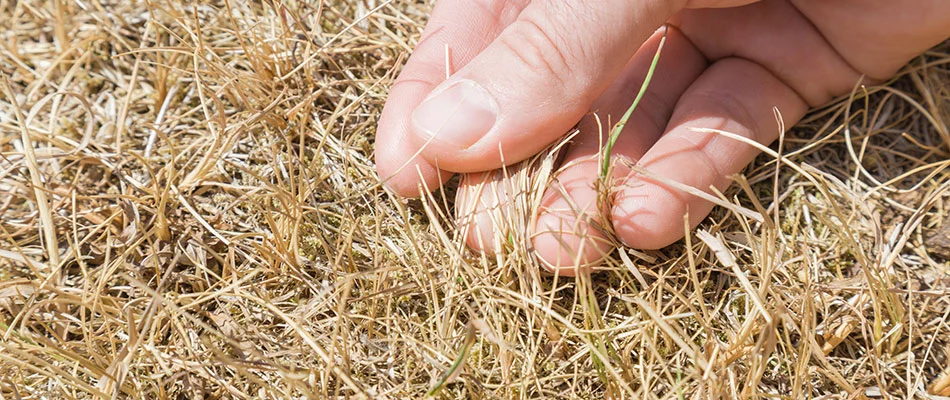 Is Your Lawn Dead or is it Just Dormant? Here’s How to Find Out