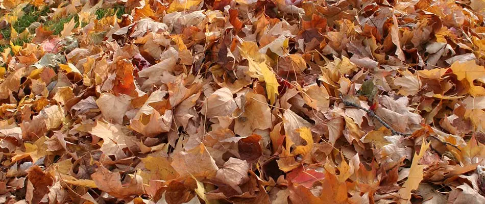 Cluster of fall leaves on a lawn near Carmel, IN.