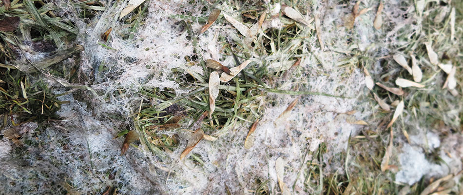 Snow Mold in Indiana - Here's What You Should Know