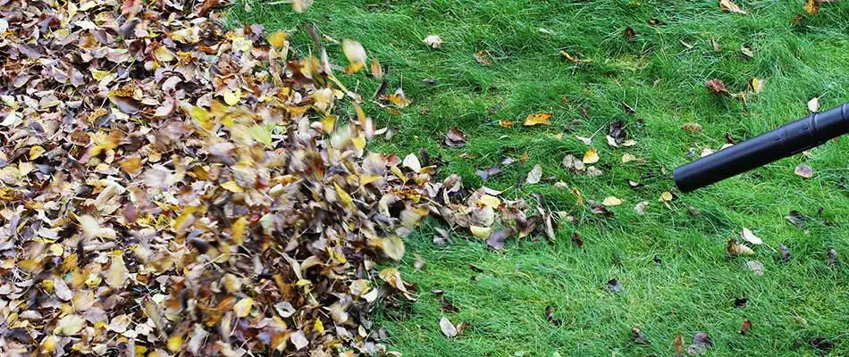 Can You Get Away with Skipping Leaf Removal This Fall?
