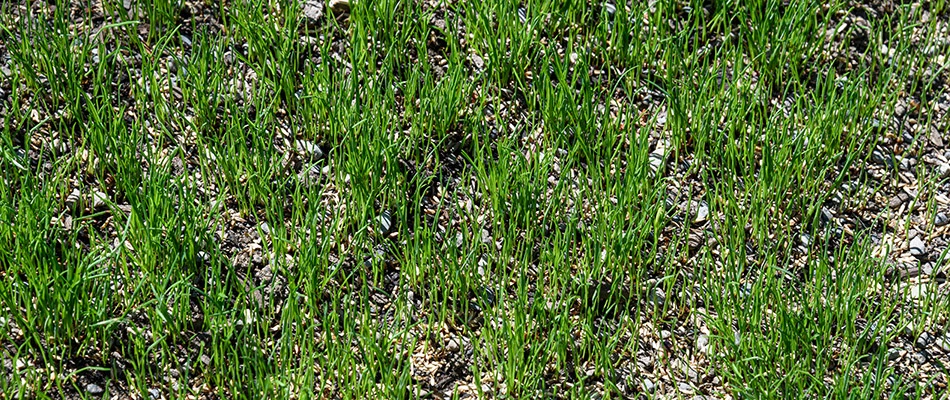 A field of grass topped with seeds in Carmel, IN.