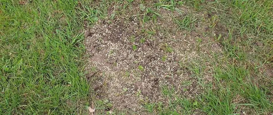 Picture of a patchy lawn during the overseeding process