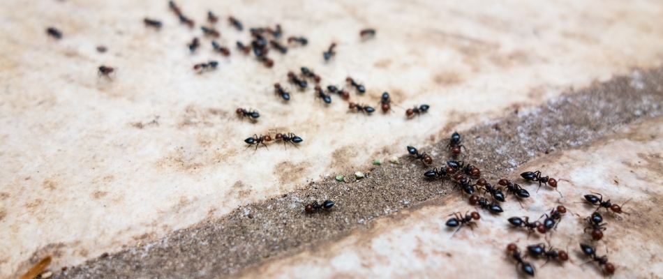 Ant infestation found on property in Meridian-Kessler, IN.