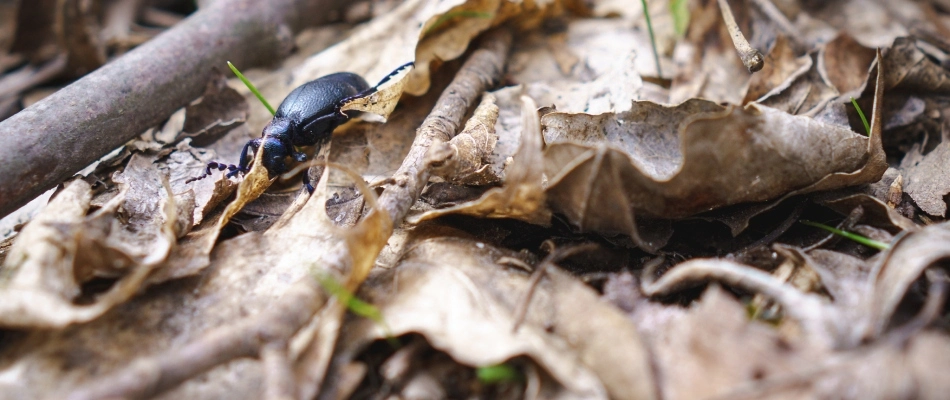 Beetle crawling out of pile of debris and leaves in Carmel, IN.