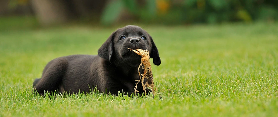 A black puppy laying in the grass with a leaf hanging out of his mouth in North Indianapolis, IN.