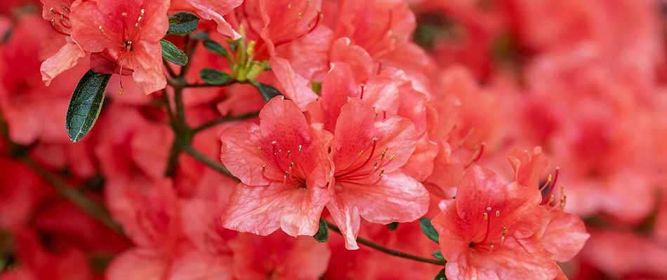Bright pink azaleas blooming in Fishers, IN.