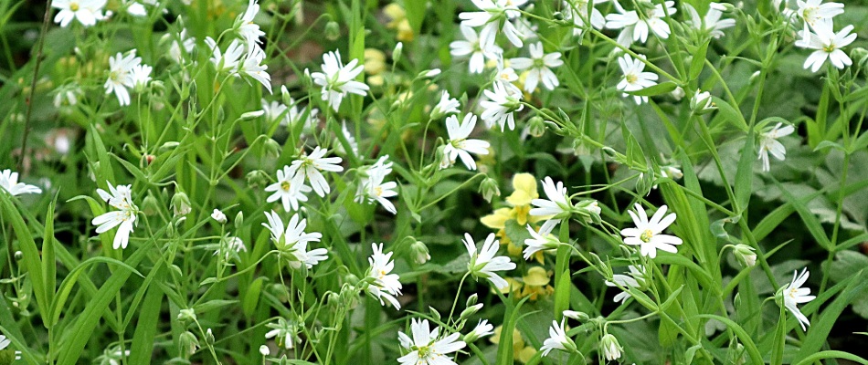 Chickweed infestation found in client's property in Carmel, IN.