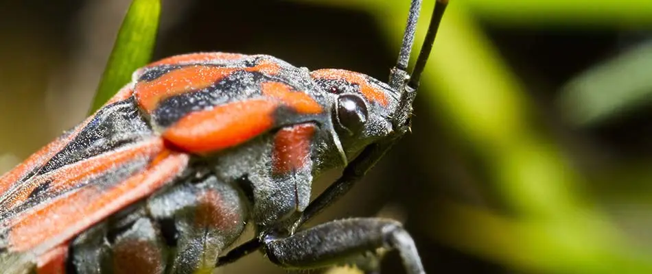 Close up photo of a chinch bug seen in a yard near Fishers, IN.