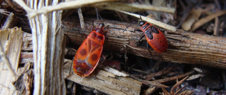 Chinch bugs laying in a pile of wood debris in Fishers, IN.