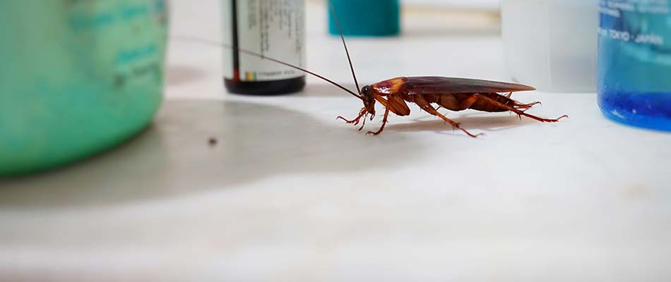 Cockroach seen crawling across a countertop in Fishers, IN.