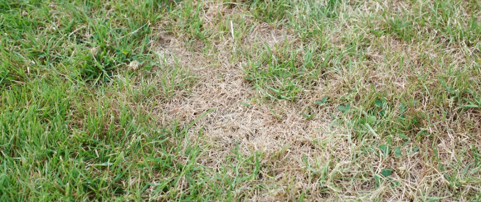 Dried patches on lawn due to chinch bug infestation in Westfield, IN.