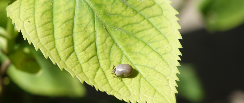 Filled tick found on client's property on a leaf in Avon, IN.