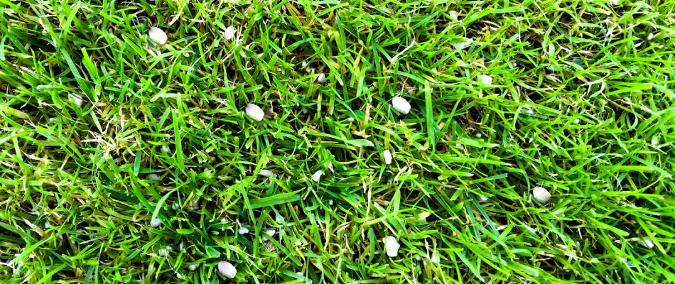Granular lawn fertilizer applied over green grass in Butler-Tarkington, IN.