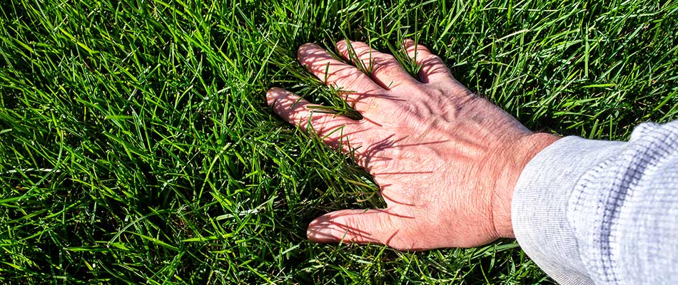 Hand pressing down in turf-type tall fescue grass grown in Fishers, IN.