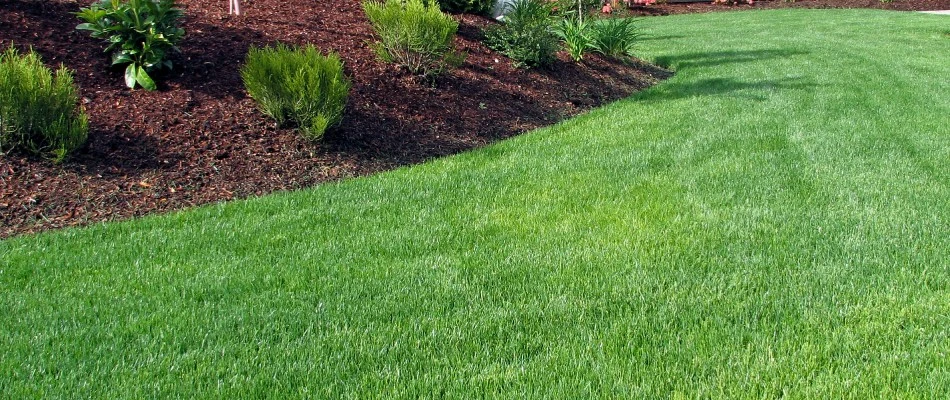 Healthy green lawn after fertilization services in Fishers, IN.