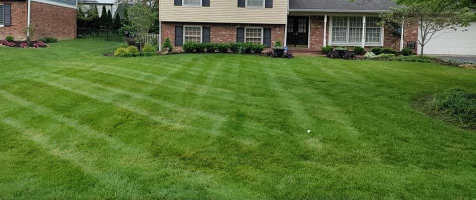 Healthy, overseeded home lawn near Fishers, IN.