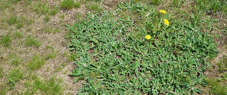 Lawn with dandelion weeds growing in the grass near Carmel, IN.
