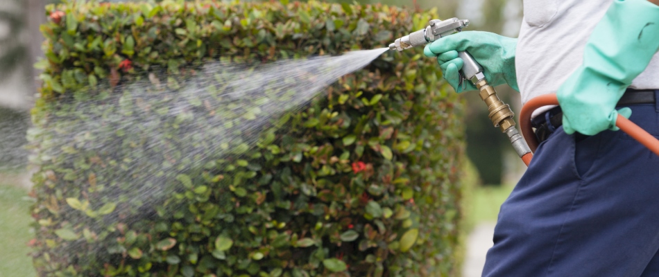 Professional spraying liquid aeration to lawn in Carmel, IN.