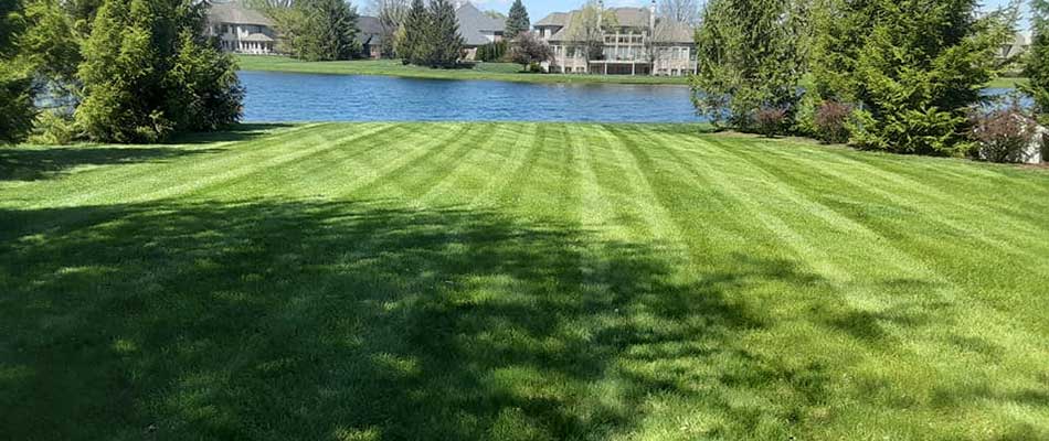 Maintained back yard lawn outside of Carmel, Indiana.