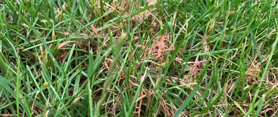 Lawn diagnosed with red thread lawn disease in Fishers, IN.