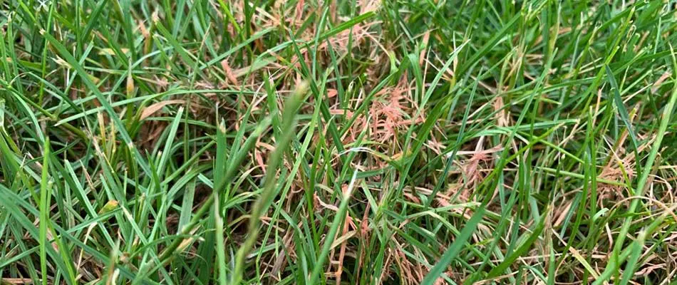 Red thread lawn disease seen at a property in Fishers, Indiana.