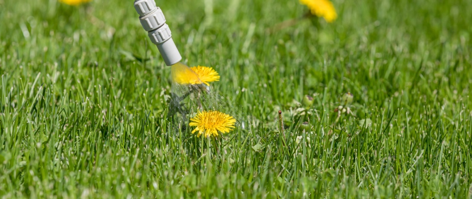 Professional applying weed control directly to dandelion in lawn in Carmel, IN.