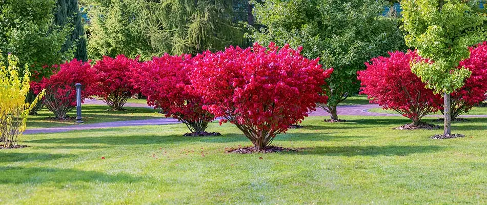 Well maintained and trimmed burning bushes in a yard near Carmel, IN.