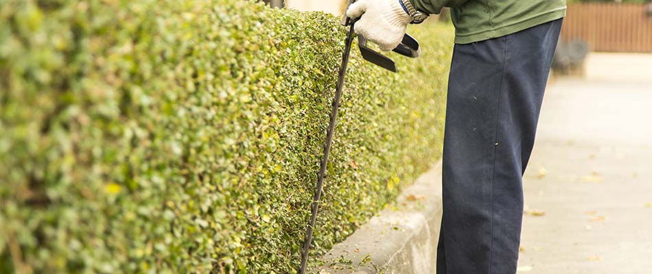 Trimming hedges along a driveway in Fishers, IN.