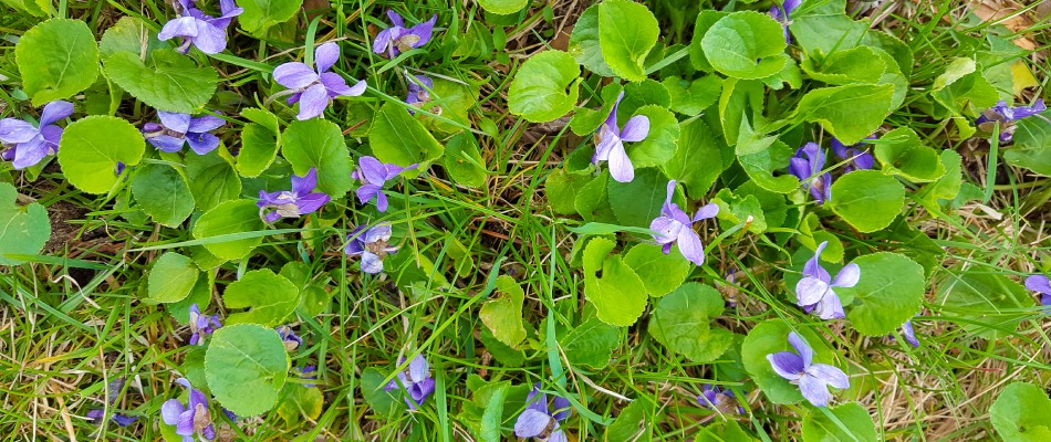 Wild violet weeds found in client's lawn in Zionsville, IN.